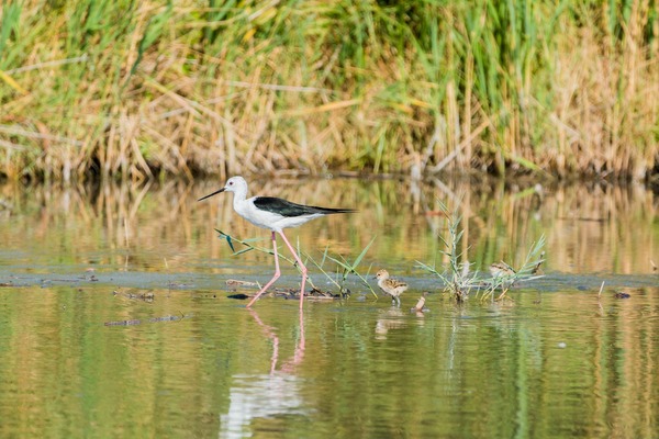 Arles, Stilt Bird